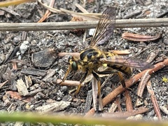 Callinicus pollenius