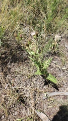 Cirsium clavatum