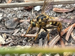 Callinicus pollenius