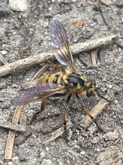 Callinicus pollenius