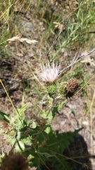 Cirsium clavatum