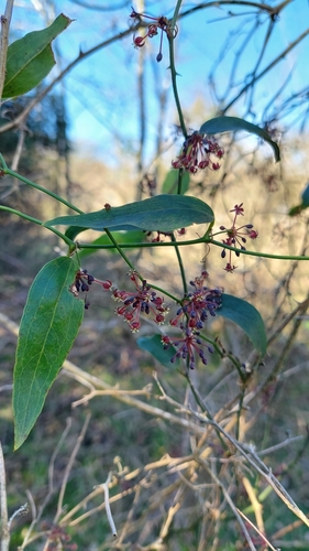 Smilax campestris (Smilax campestris)