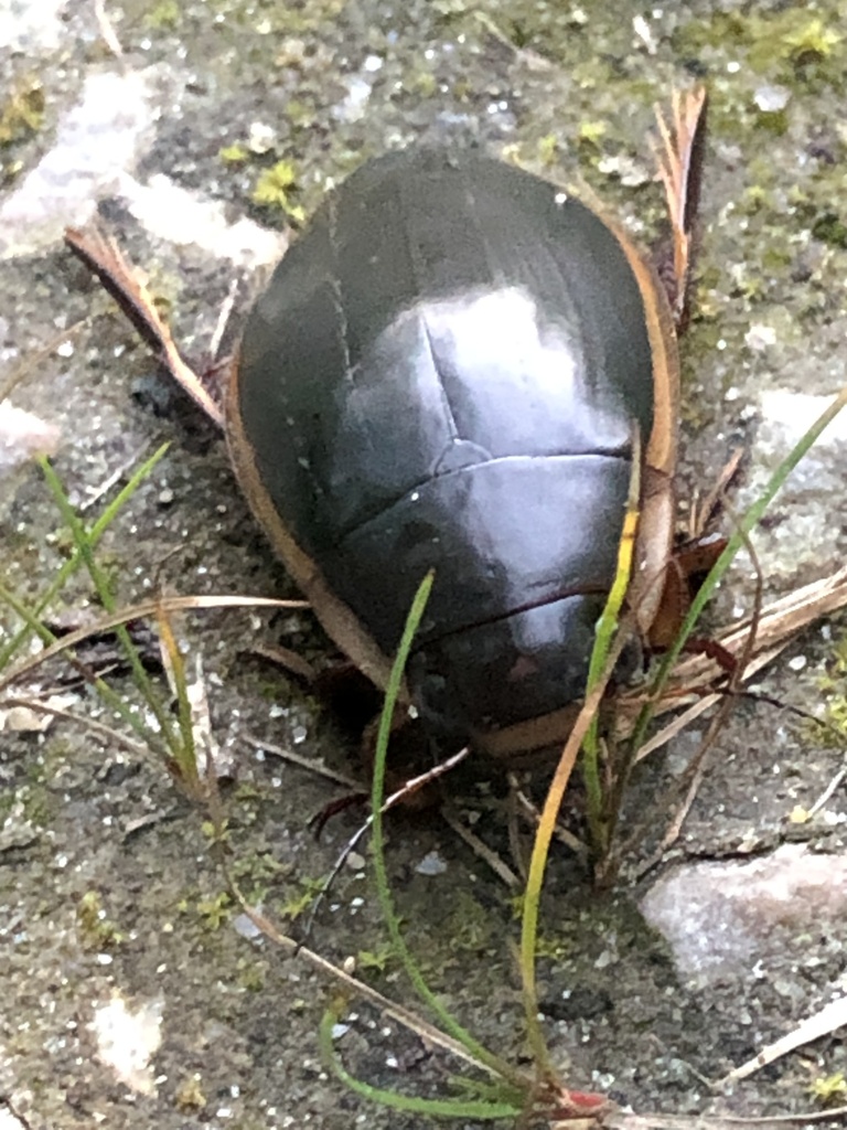 Vertical Diving Beetle