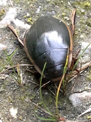 Vertical Diving Beetle