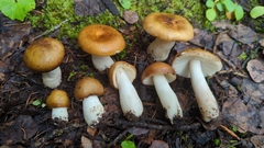Russula avellaneiceps