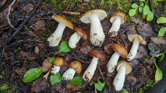 Russula avellaneiceps