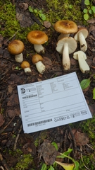 Russula avellaneiceps