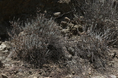 Brickellia nevinii