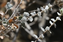Brickellia nevinii