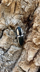 Chalcolepidius webbi