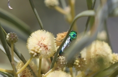 Acacia cambagei