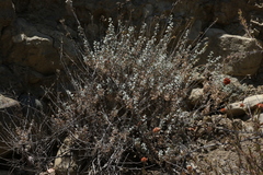 Brickellia nevinii