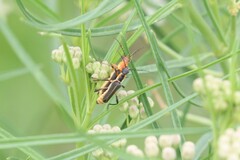 Chauliognathus obscurus