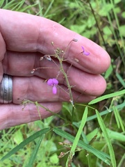 Desmodium rosei