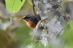 Rhodinocichla rosea