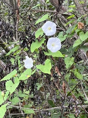 Calystegia silvatica ssp. disjuncta