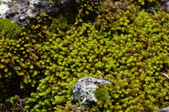 Ptychomnion aciculare