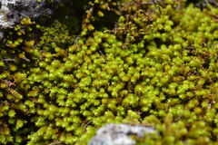 Ptychomnion aciculare