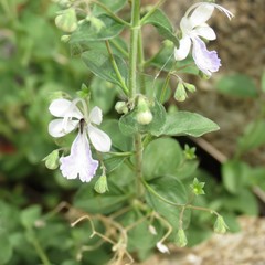 Trichostema arizonicum