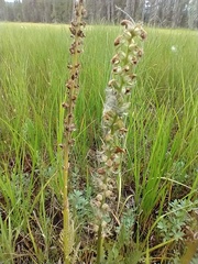Pedicularis attollens
