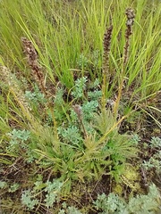 Pedicularis attollens