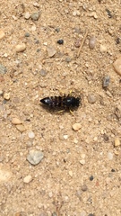 Bembix americana spinolae