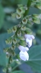 Salvia pineticola