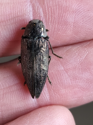 Spotted-belly Buprestid Beetle photo 4