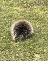 Erethizon dorsatum dorsatum