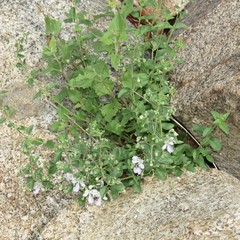 Trichostema arizonicum