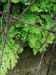 Selaginella pallescens