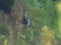 Cyprinodon nevadensis mionectes