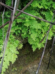Selaginella pallescens