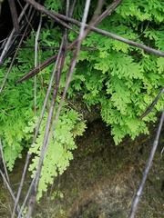 Selaginella pallescens
