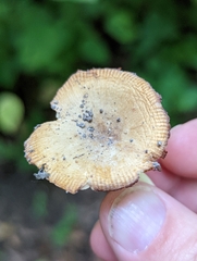 Russula amerorecondita