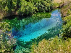 Cyprinodon nevadensis mionectes