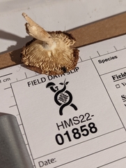 Russula amerorecondita