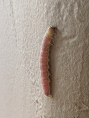 Litoprosopus coachella