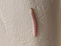 Litoprosopus coachella