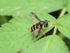 Sericomyia chrysotoxoides image