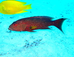 Variola albimarginata