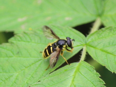Sericomyia chrysotoxoides image