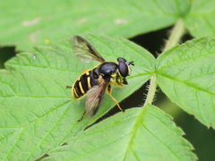 Sericomyia chrysotoxoides image