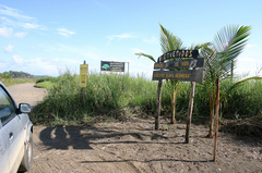 Lepidochelys olivacea