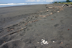 Lepidochelys olivacea