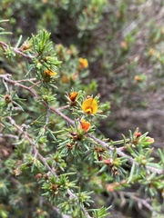 Pultenaea tenuifolia