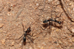 Leptomyrmex varians