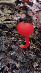 Pseudohygrocybe
