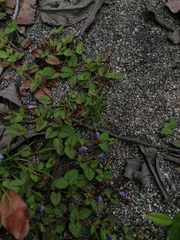 Torenia fournieri