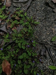 Torenia fournieri